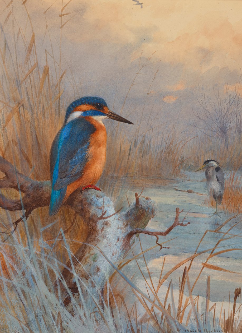 Congelati - Pescatori: Martin pescatore e airone in un paesaggio invernale da Archibald Thorburn