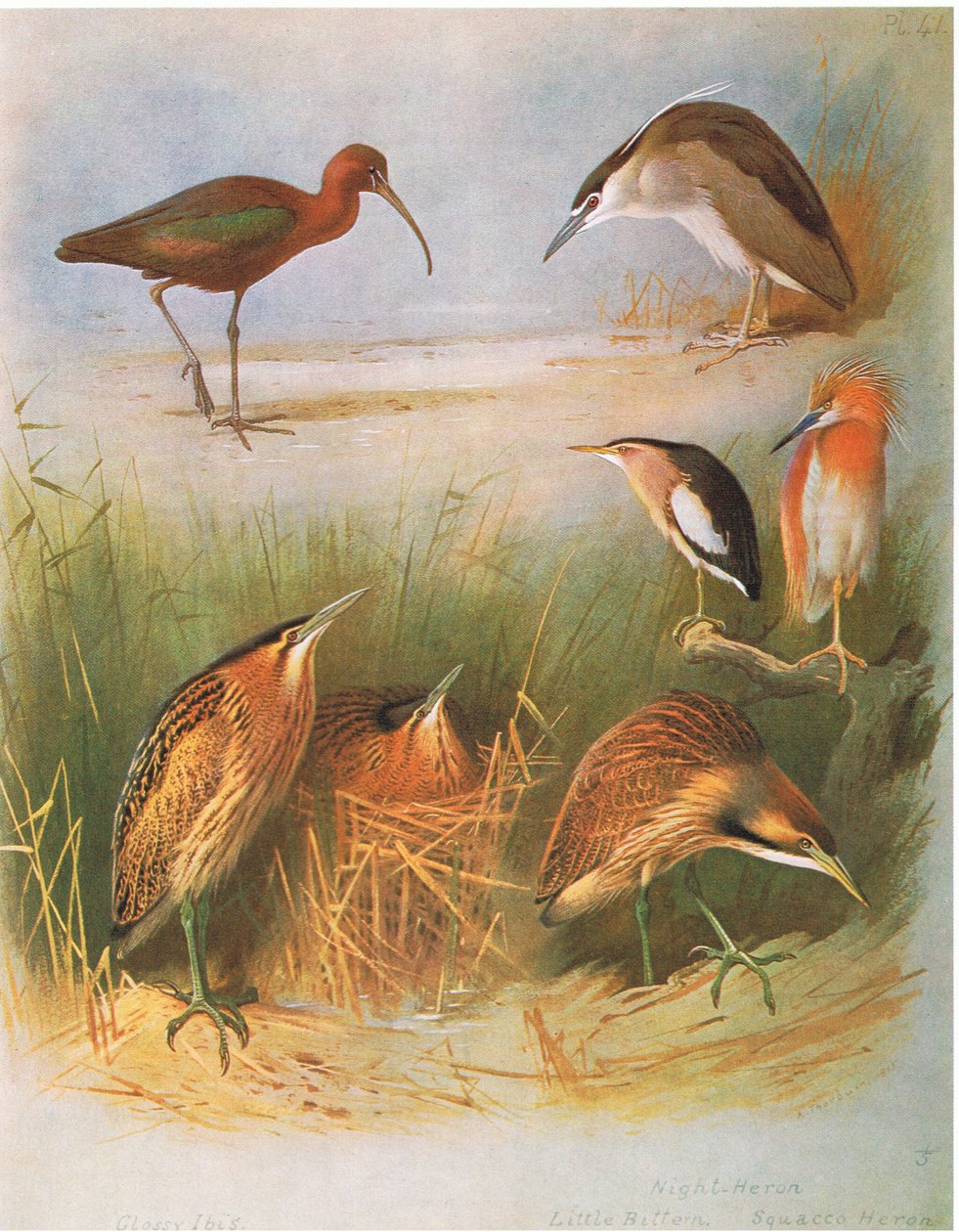 Ibis lucente, tarabuso comune, nitticora, tarabusino, sgarza ciuffetto, tarabuso americano, pub. da Book Club Associates, 1972 da Archibald Thorburn