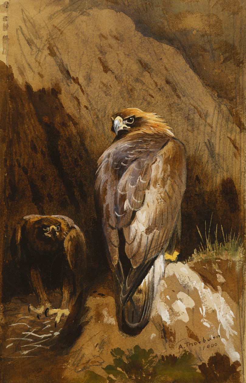 Aquilotti nel loro nido da Archibald Thorburn