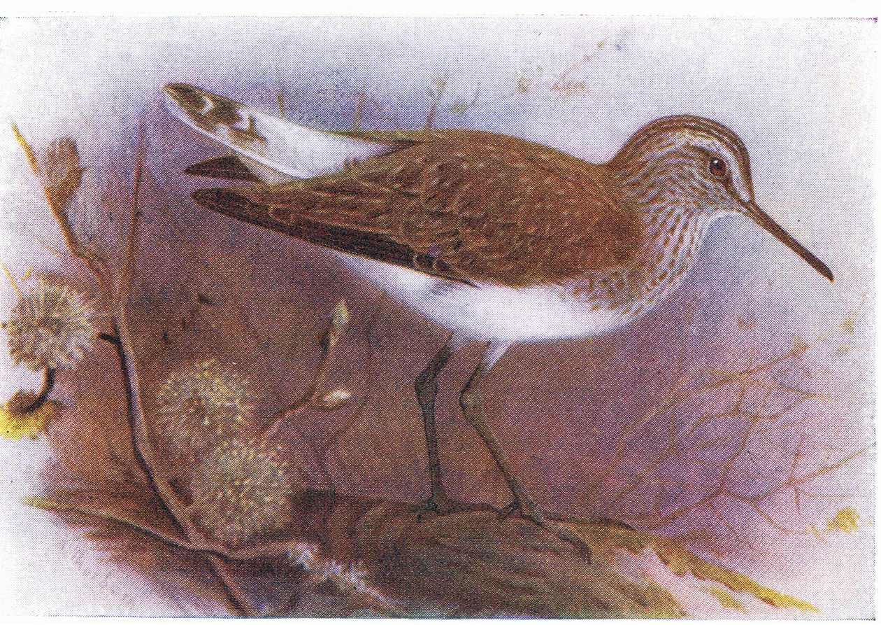 Piro piro verde, da Uccelli delle isole britanniche e le loro uova pubblicato da Frederick Warne & Co Ltd, 1958 da Archibald Thorburn