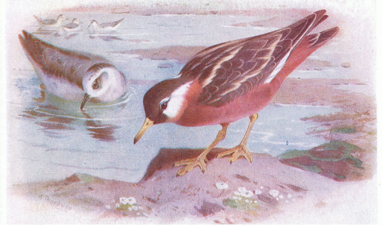 Falaropo beccosottile (estate e autunno), da Uccelli delle isole britanniche e le loro uova pubblicato da Frederick Warne & Co Ltd, 1958 da Archibald Thorburn