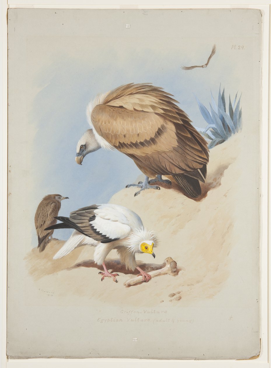 Avvoltoio grifone e avvoltoio egiziano, c.1915 (acquerello e gouache su matita su carta) da Archibald Thorburn