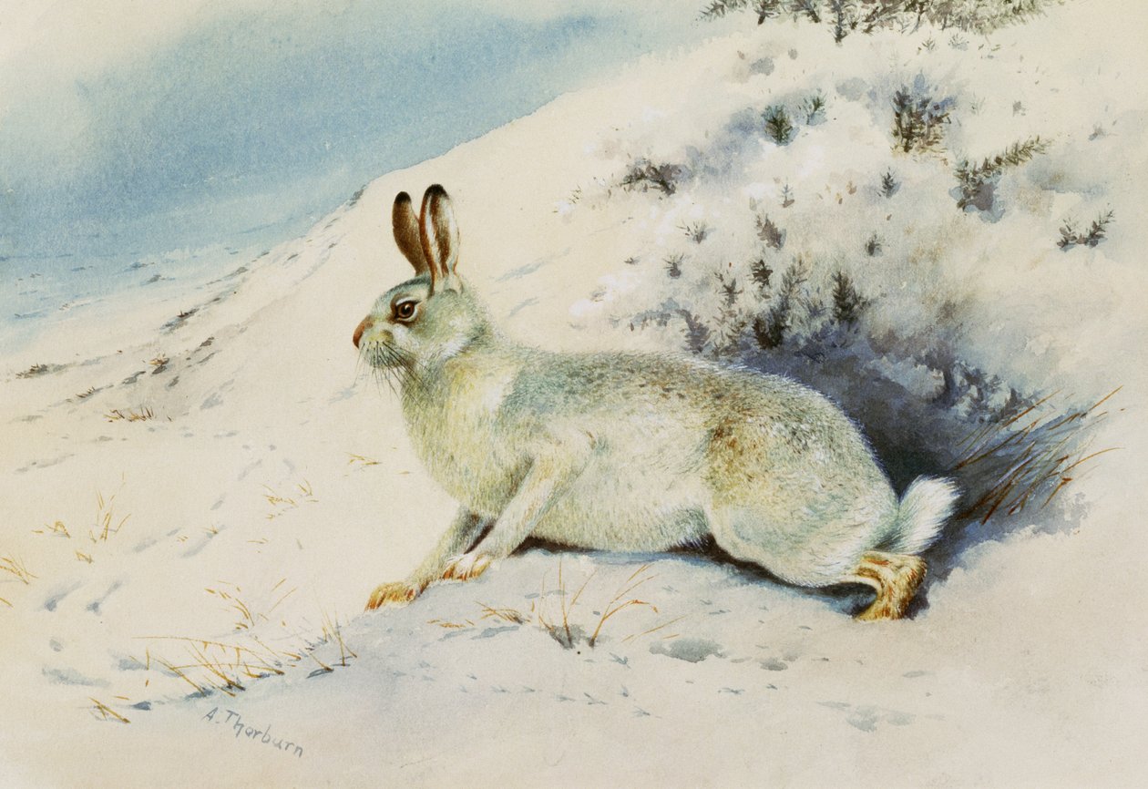 Lepre da Archibald Thorburn