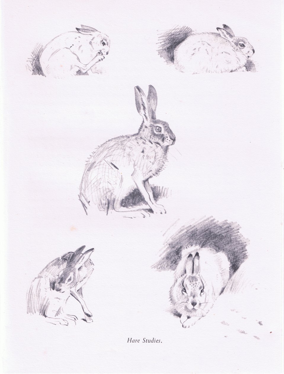 Studi di lepri da Archibald Thorburn