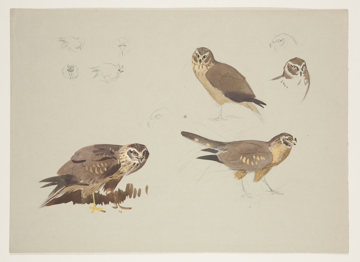 Falco di palude e pettine, c.1915 da Archibald Thorburn