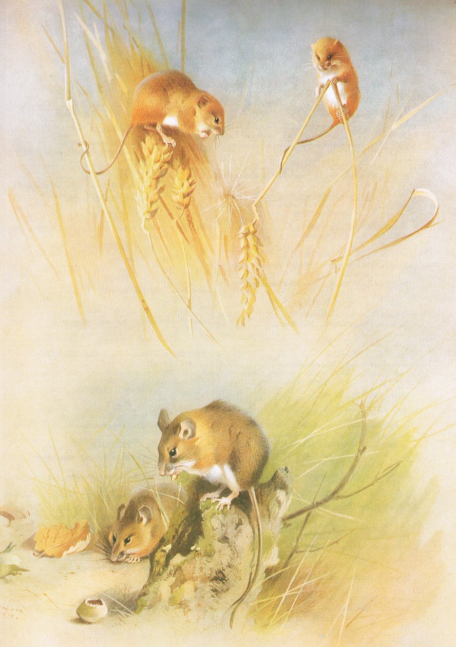 Topo selvatico e topo di campagna, da Mammiferi di Thorburn pubblicato da Longmans and Co, c. 1920 da Archibald Thorburn