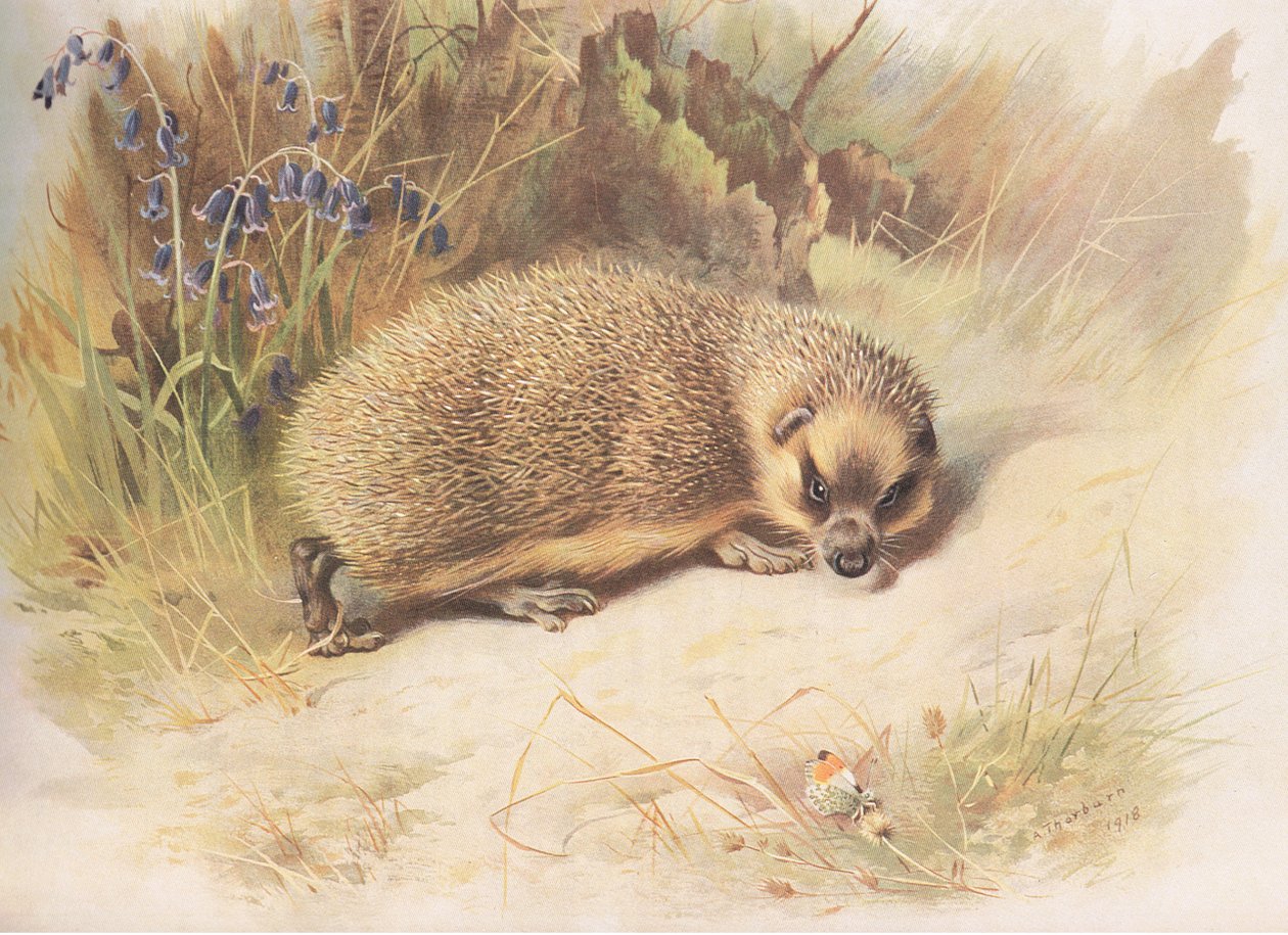 Riccio, da Mammiferi di Thorburn pubblicato da Longmans and Co, c. 1920 da Archibald Thorburn