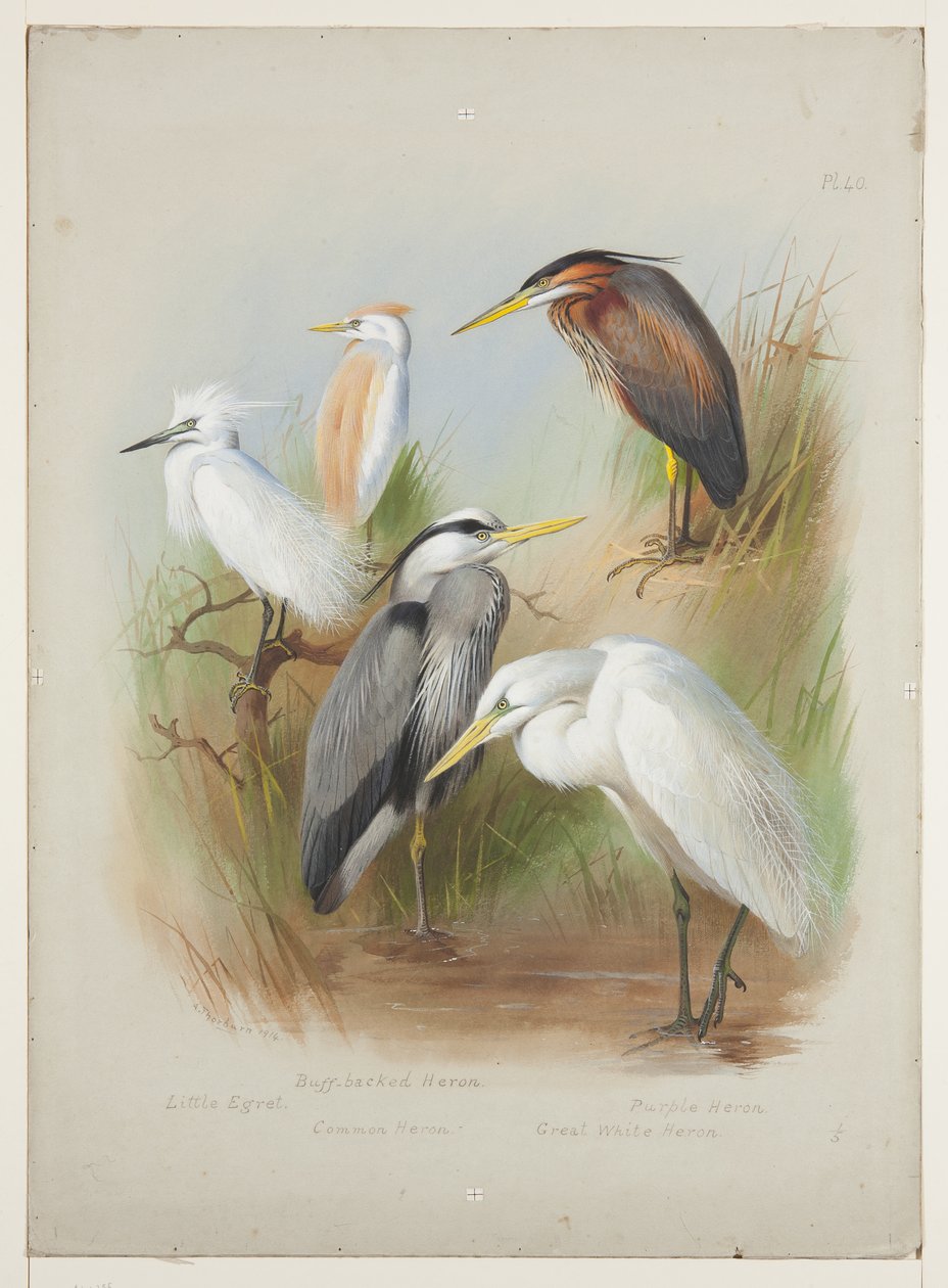 Aironi e garzetta, c.1915 da Archibald Thorburn