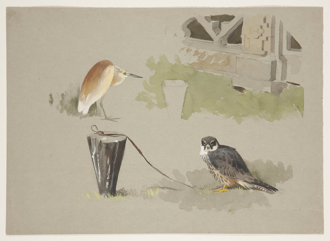 Falco maschio legato e airone squarro, c.1915 da Archibald Thorburn