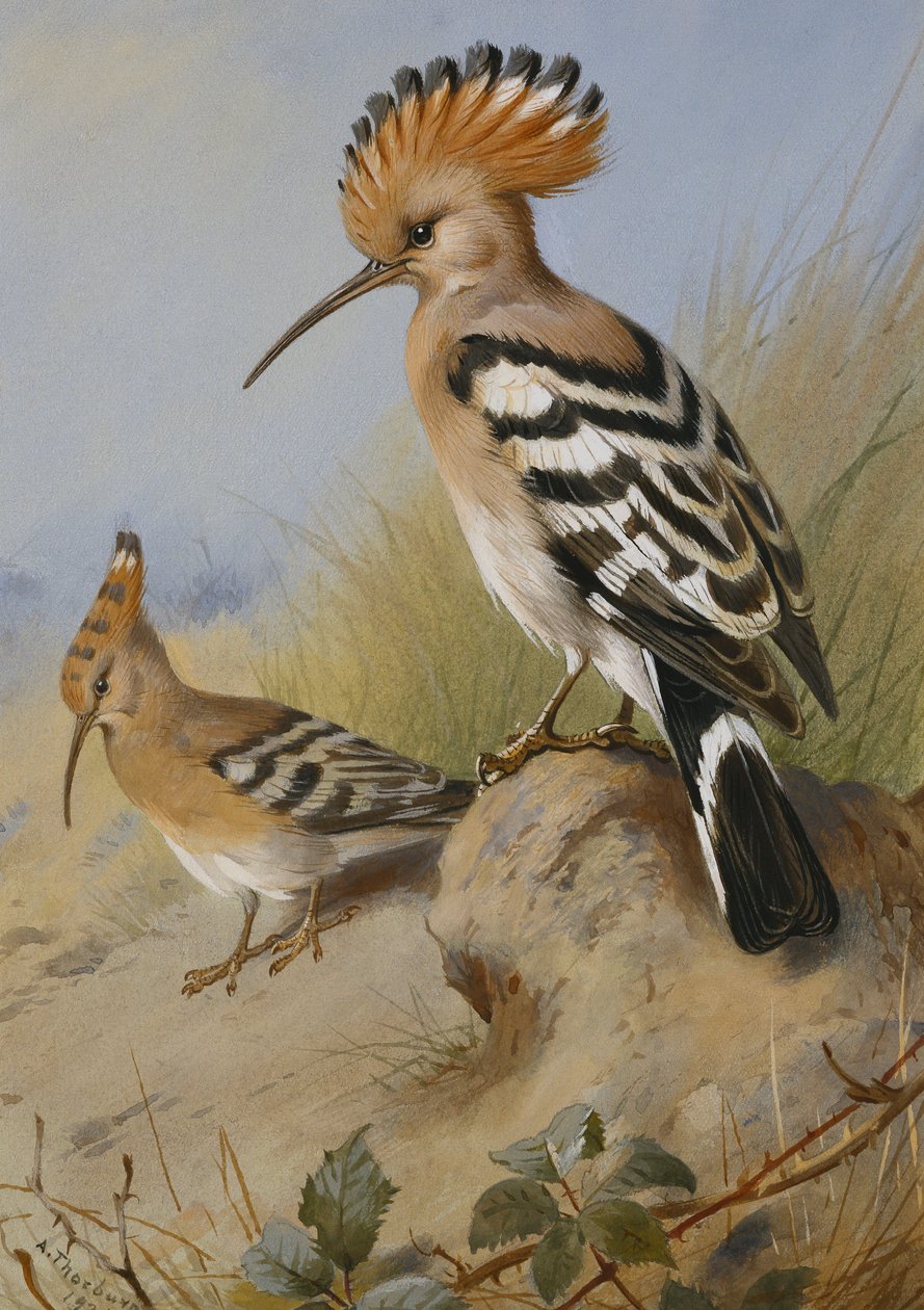 Upupe da Archibald Thorburn