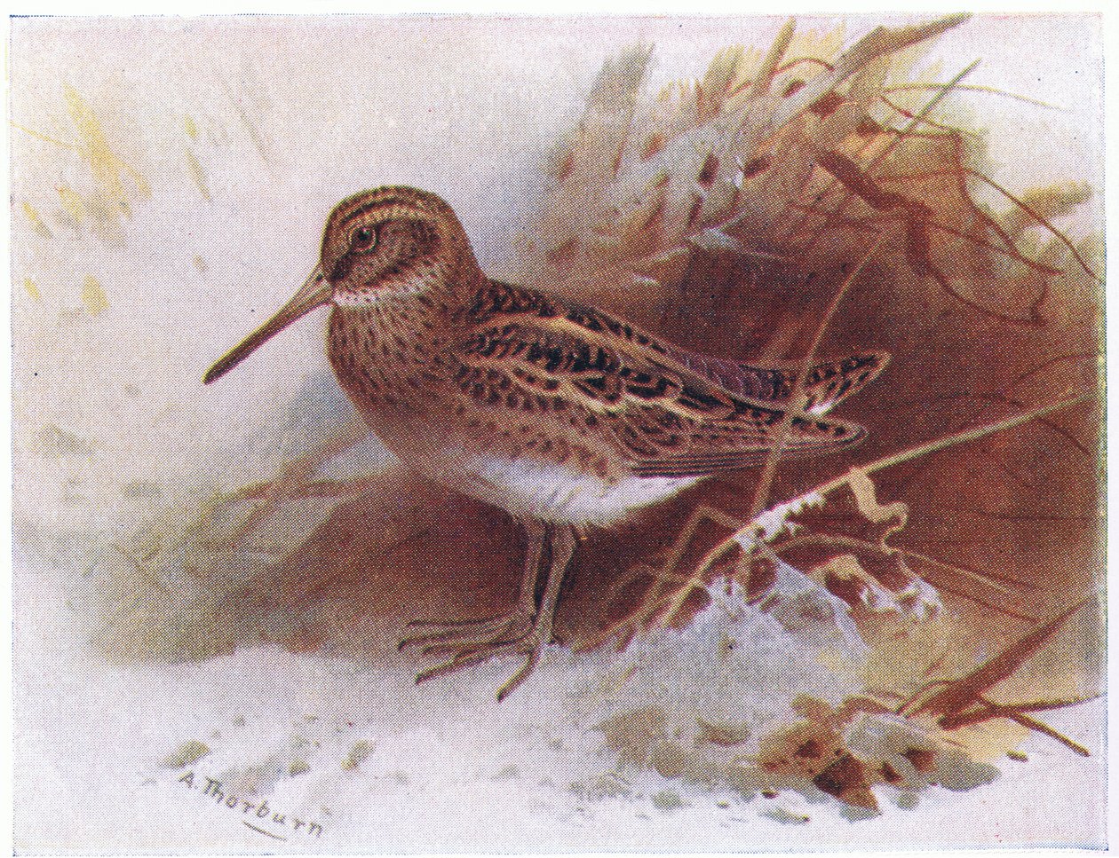 Beccaccino, da Uccelli delle isole britanniche e le loro uova pubblicato da Frederick Warne & Co Ltd, 1958 da Archibald Thorburn