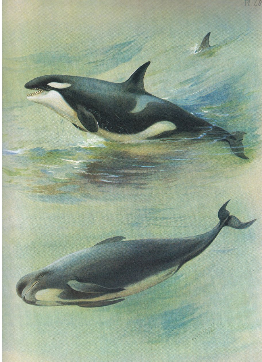 Balena pilota assassina, da Mammiferi di Thorburn pubblicato da Longmans and Co, c. 1920 da Archibald Thorburn