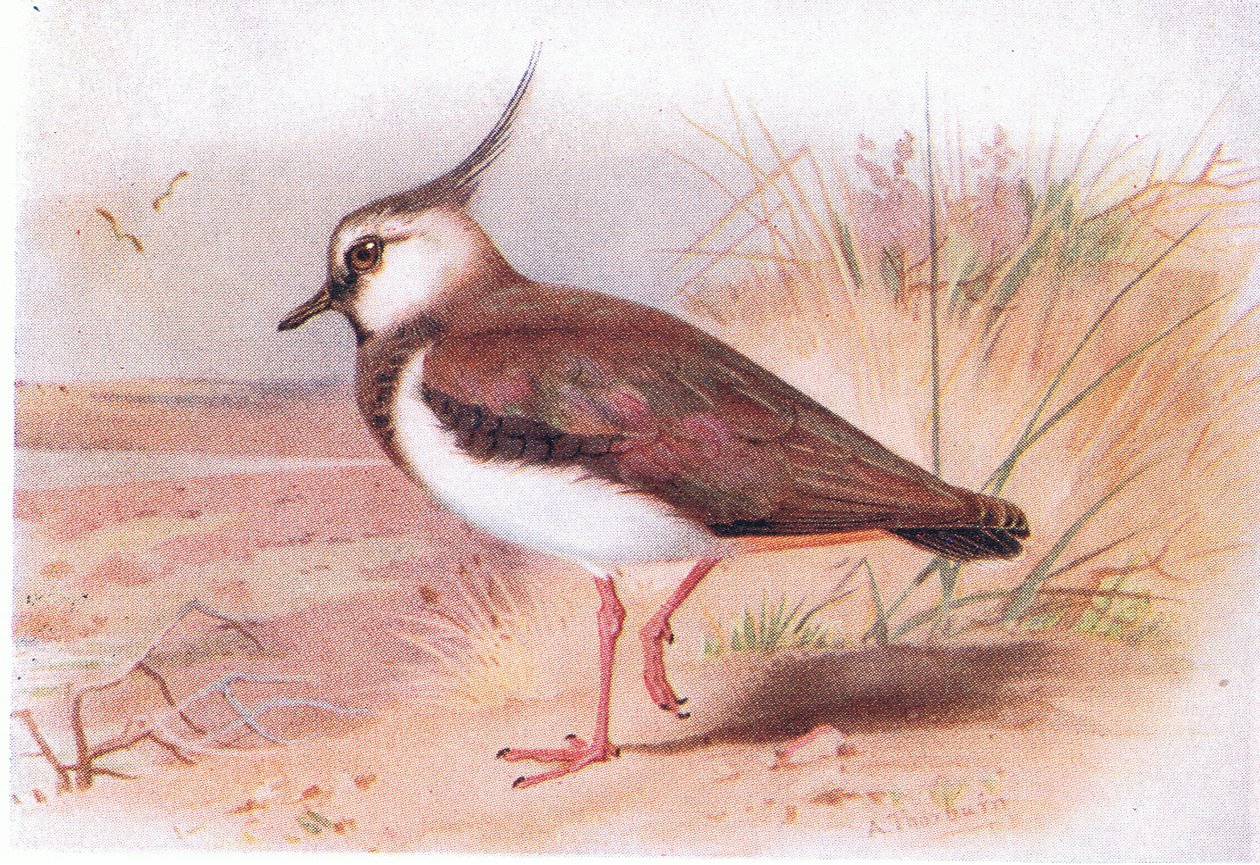 Pavoncella, da Uccelli delle isole britanniche e le loro uova pubblicato da Frederick Warne & Co Ltd, 1958 da Archibald Thorburn