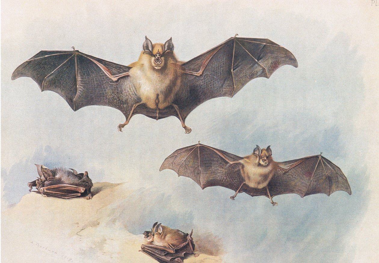 Pipistrello ferro di cavallo minore e pipistrello ferro di cavallo maggiore, da Mammiferi di Thorburn pubblicato da Longmans and Co, c. 1920 da Archibald Thorburn