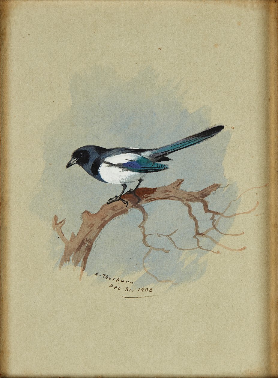 Gazza su un ramo da Archibald Thorburn