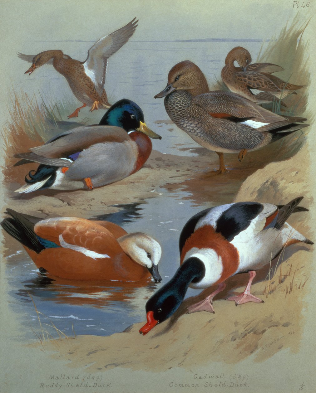 Germano reale, Gadwell, Casarca da Archibald Thorburn