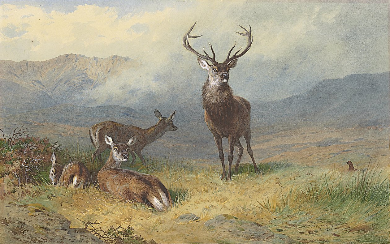 Monarca della brughiera da Archibald Thorburn