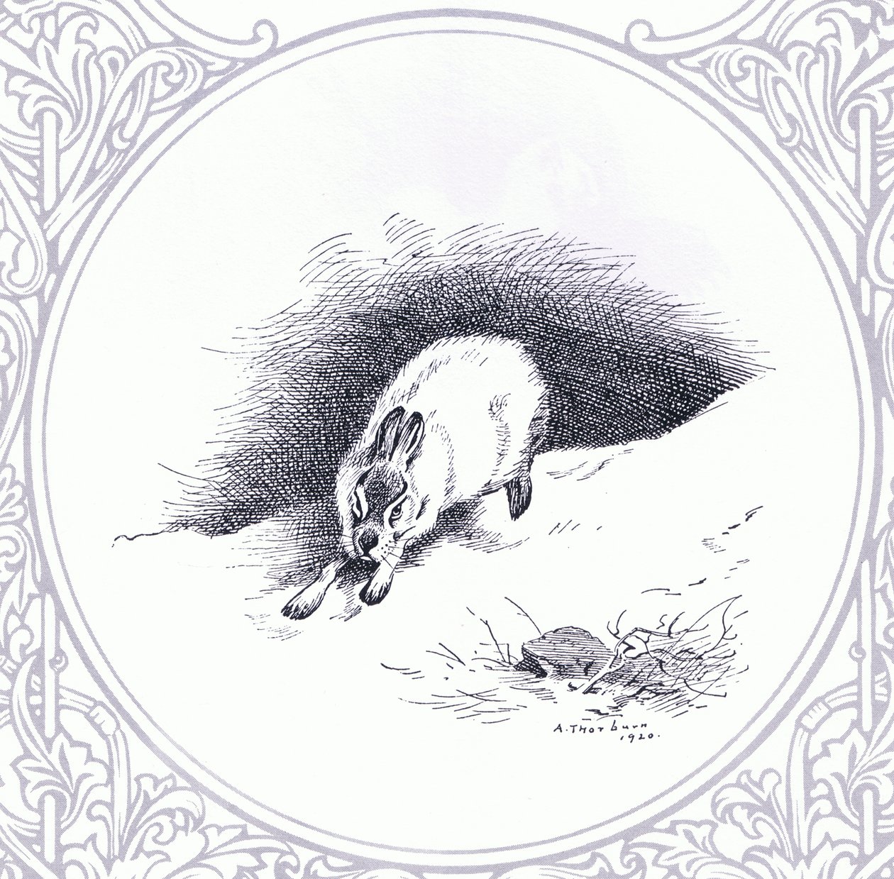 Lepre di Montagna, pub. da Book Club Associates da Archibald Thorburn