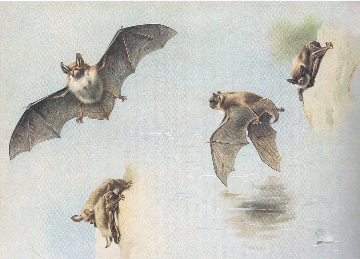 Pipistrello di Natterer e pipistrello di Daubenton, da Mammiferi di Thorburn pubblicato da Longmans and Co, c. 1920 da Archibald Thorburn