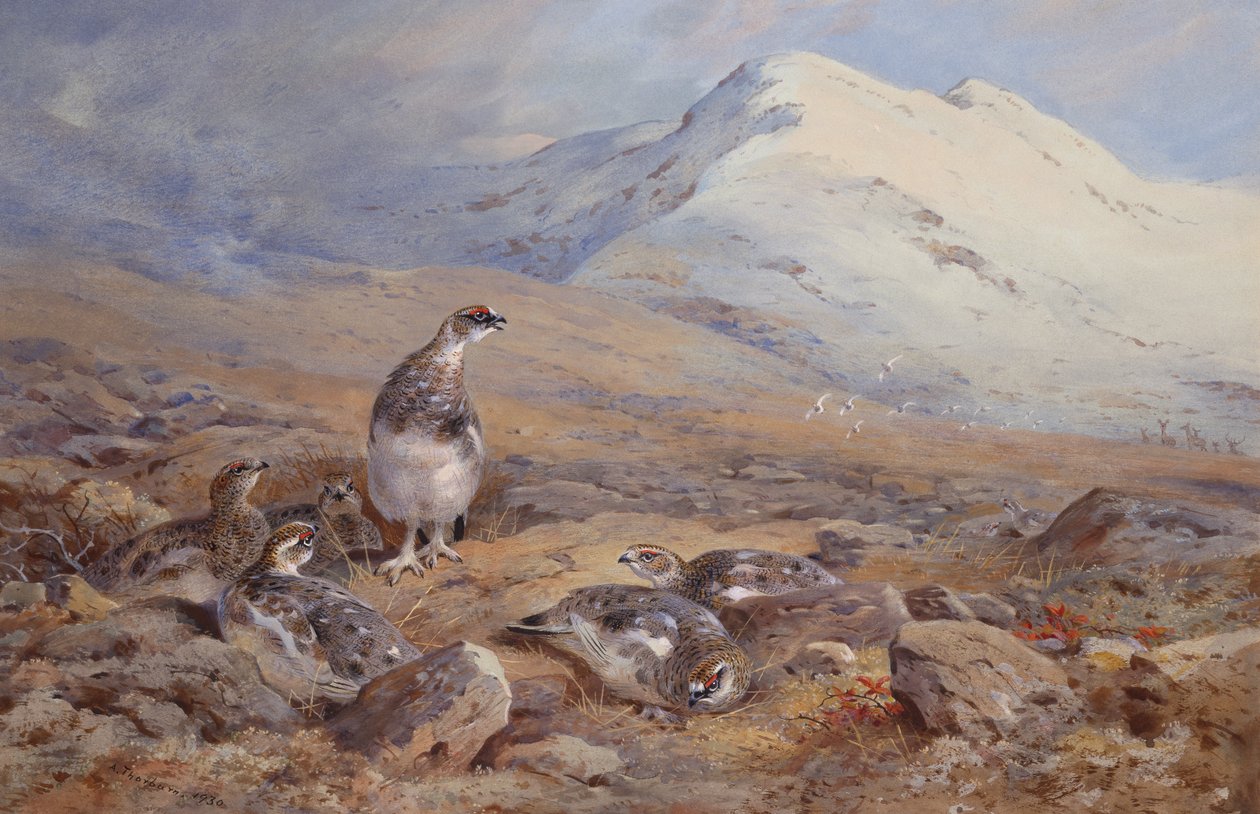 Sul terreno del pernice bianca da Archibald Thorburn