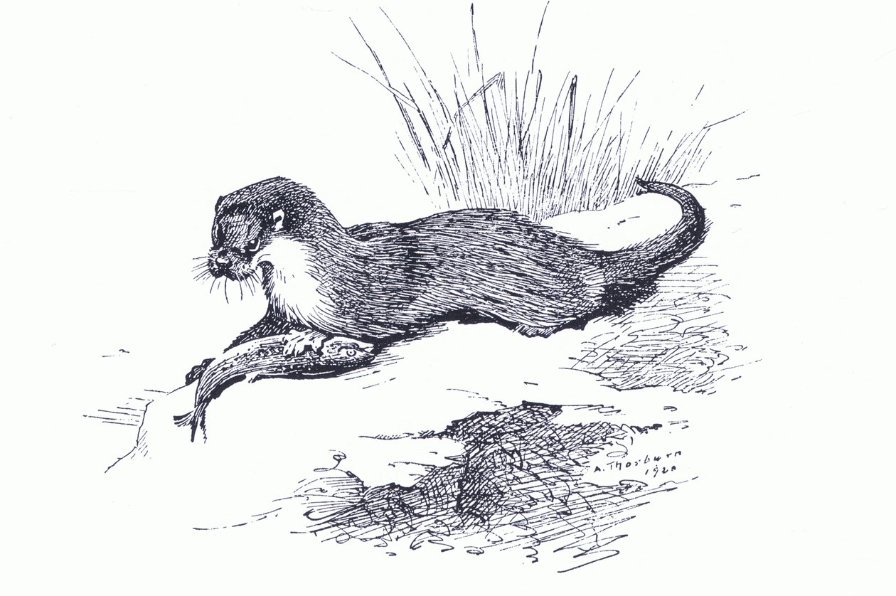Lontra con pesce, da Mammiferi di Thorburn pubblicato da Longmans and Co, c. 1920 da Archibald Thorburn