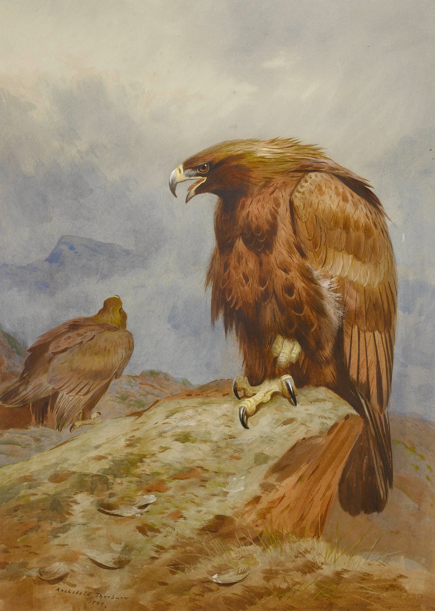 Coppia di aquile reali da Archibald Thorburn