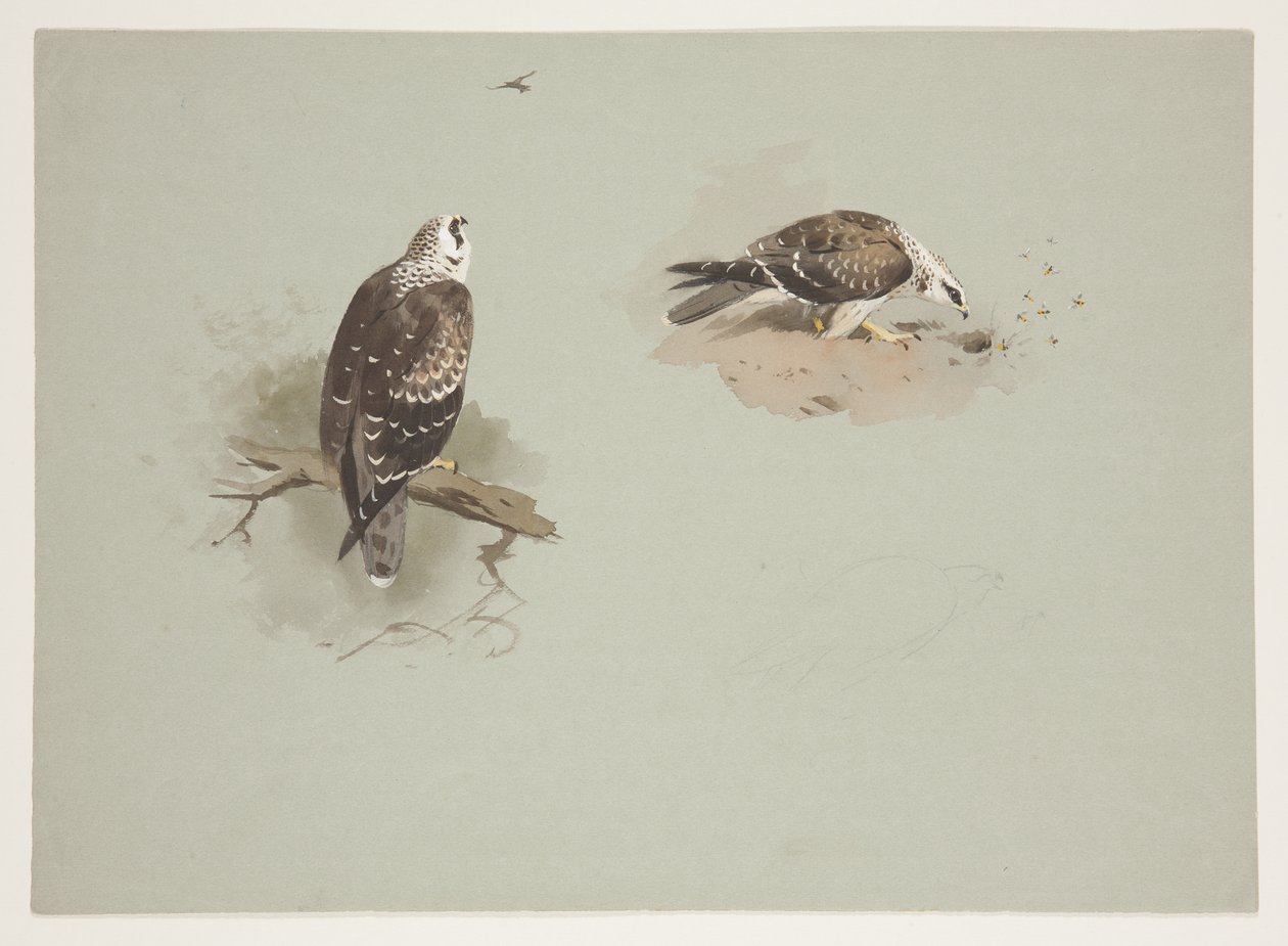 Falco miele pallido, c.1915 da Archibald Thorburn