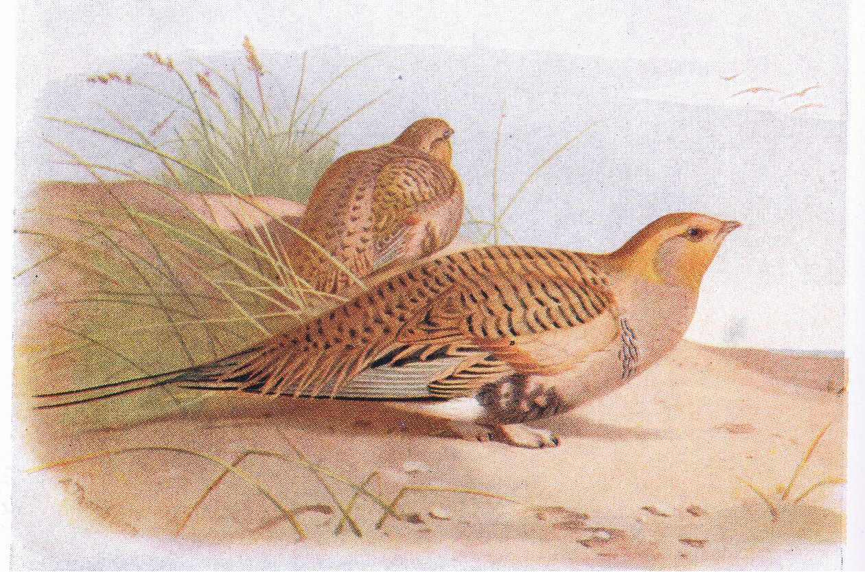Ganga di Pallas, da Birds of the British Isles and Their Eggs pubblicato da Frederick Warne & Co Ltd, 1958 da Archibald Thorburn