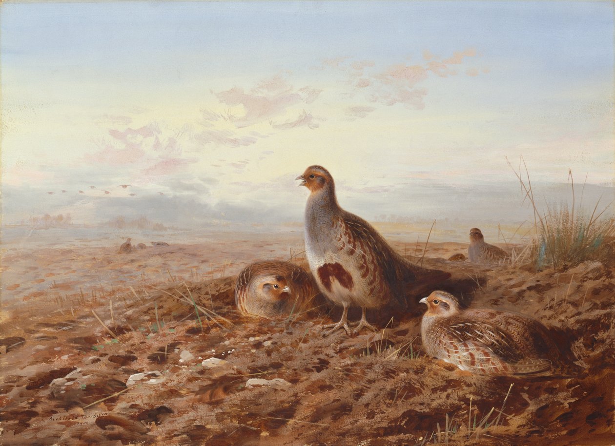 Pernici tra le stoppie da Archibald Thorburn