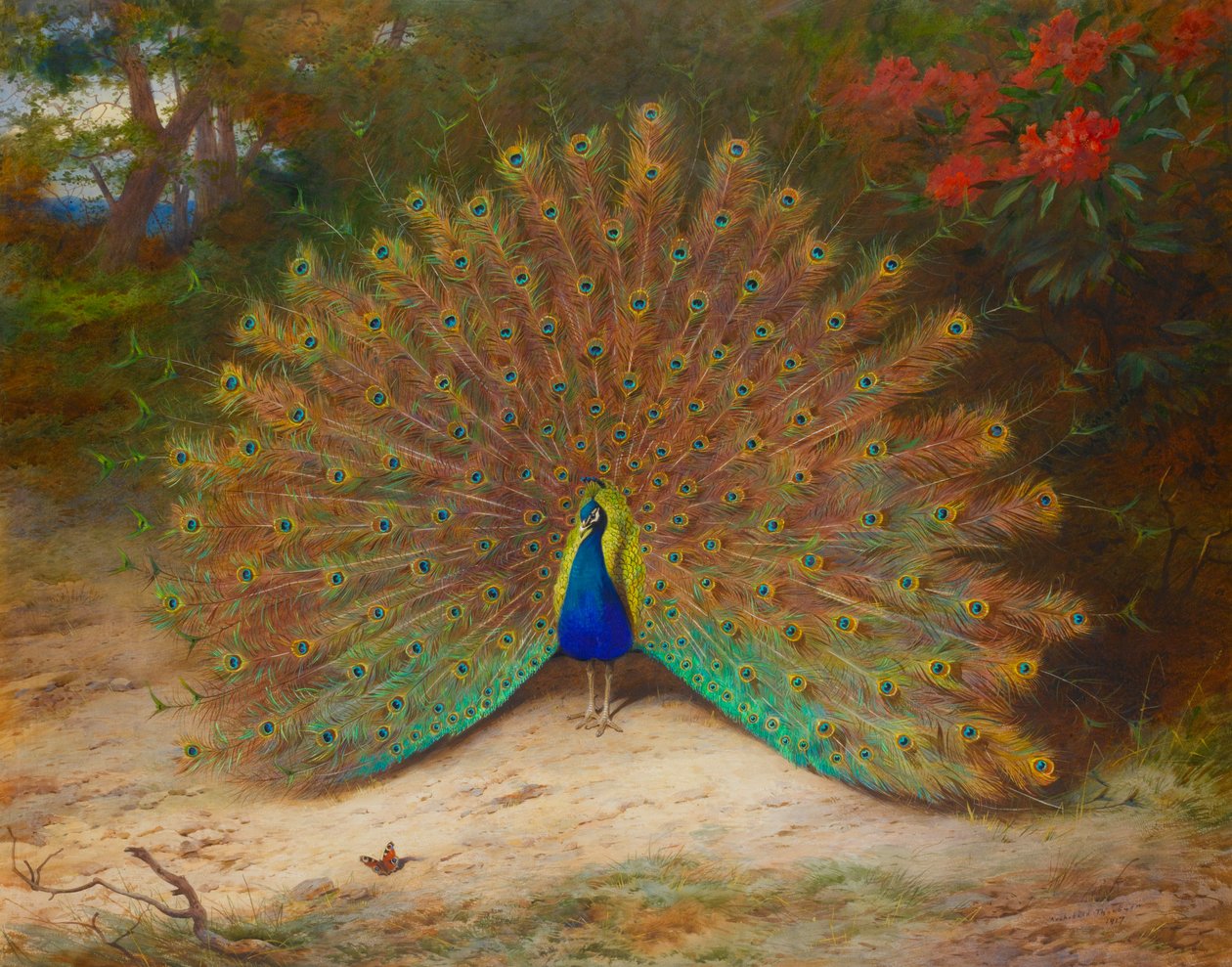 Pavone e farfalla pavone da Archibald Thorburn