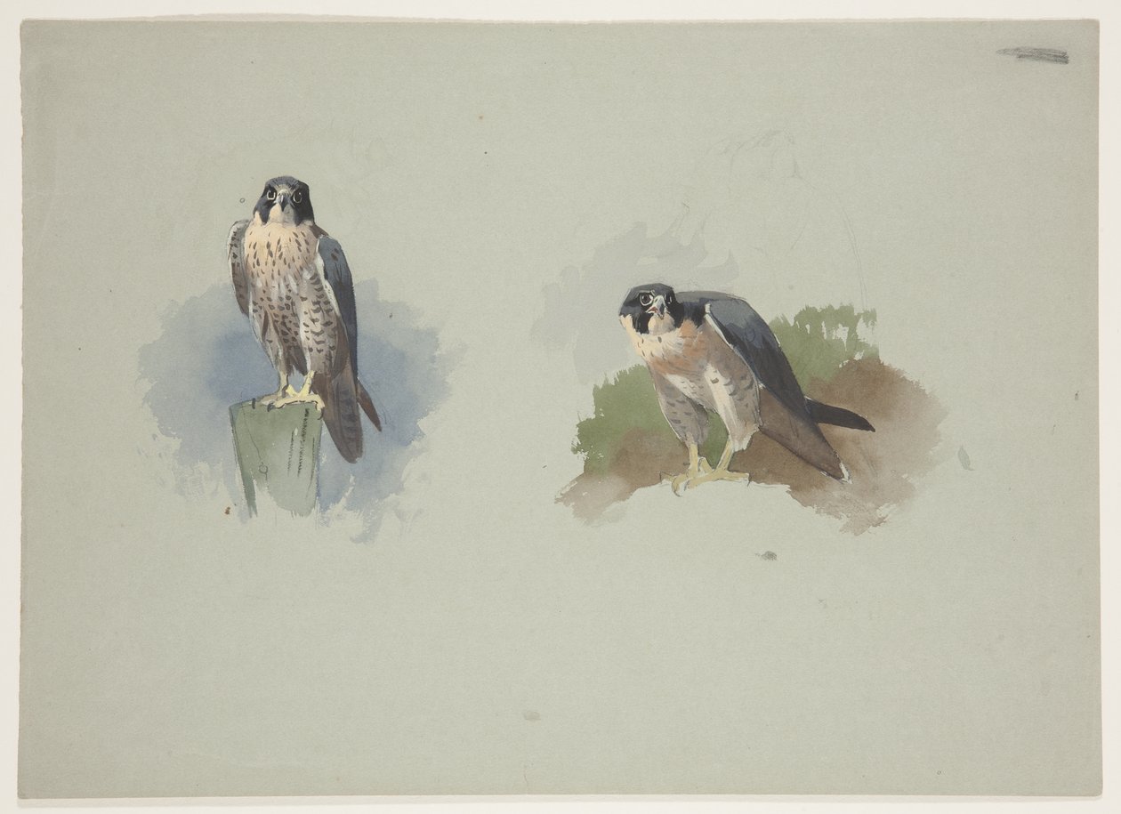 Falco pellegrino maschio, c.1915 da Archibald Thorburn