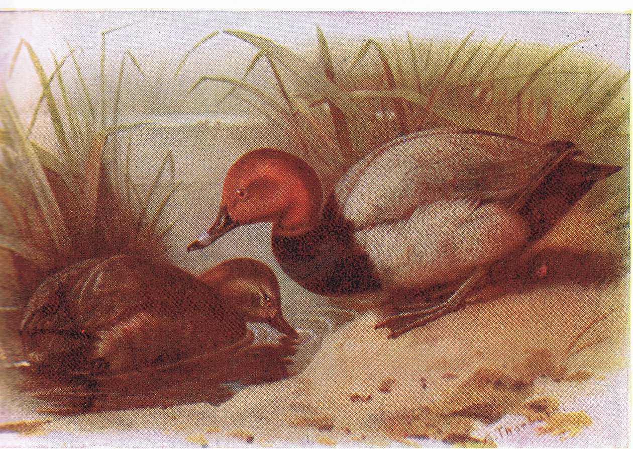 Moriglione da Archibald Thorburn
