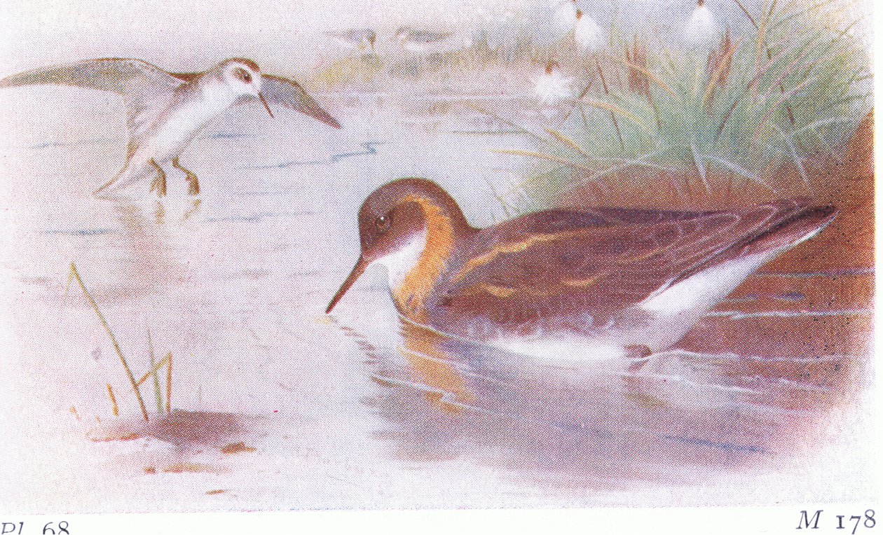 Falaropo beccorosso (estate e autunno), da Uccelli delle isole britanniche e le loro uova pubblicato da Frederick Warne & Co Ltd, 1958 da Archibald Thorburn