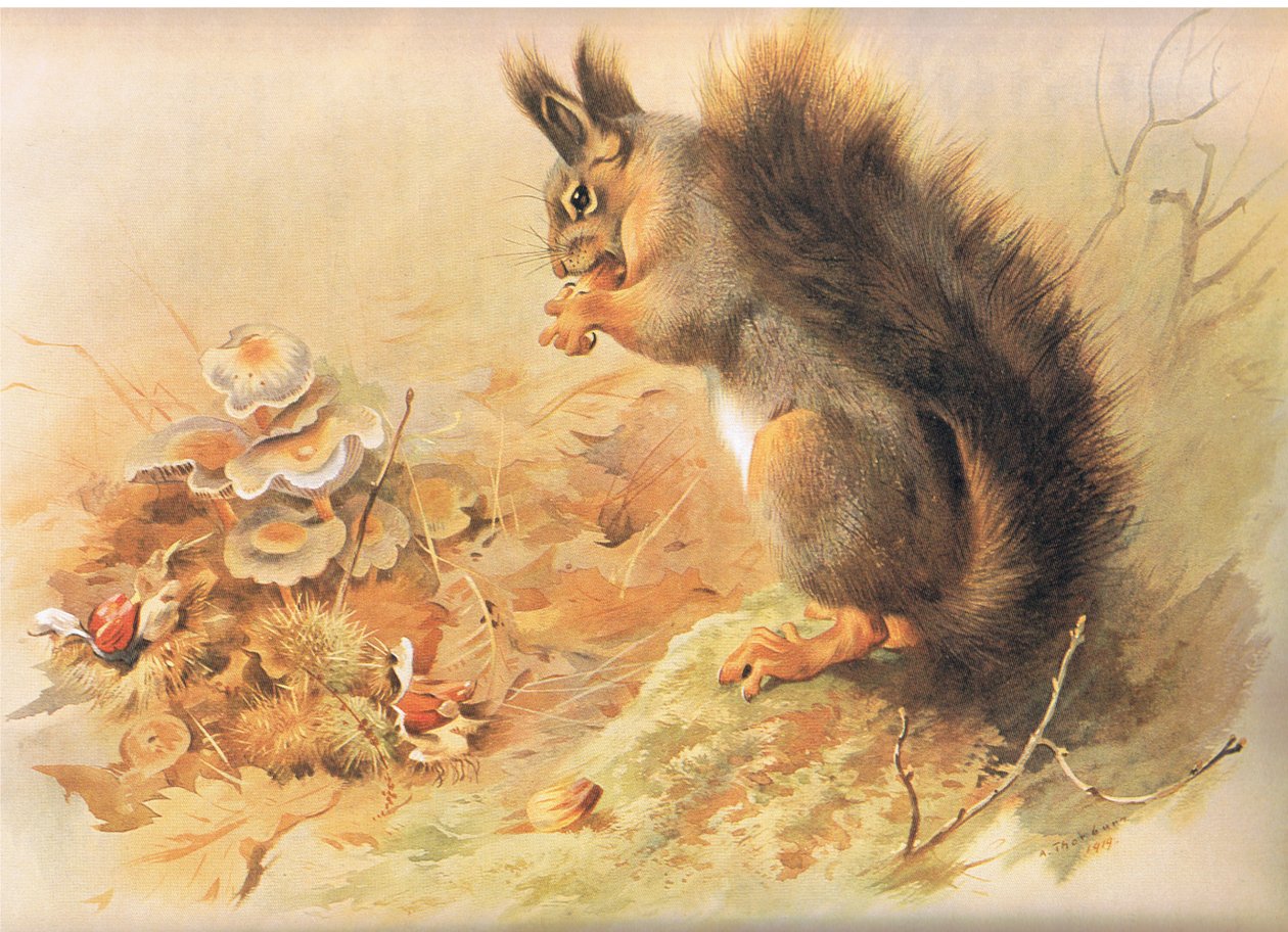 Scoiattolo rosso, da Mammiferi di Thorburn pubblicato da Longmans and Co, c. 1920 da Archibald Thorburn