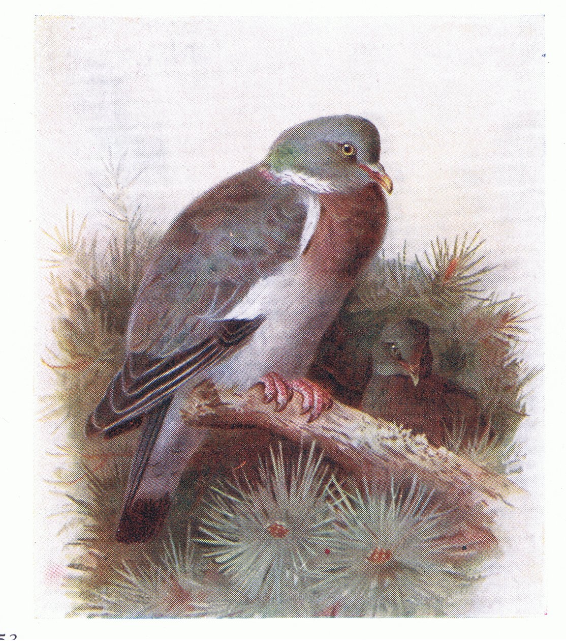 Colombo torraiolo, da Birds of the British Isles and Their Eggs pubblicato da Frederick Warne & Co Ltd, 1958 da Archibald Thorburn