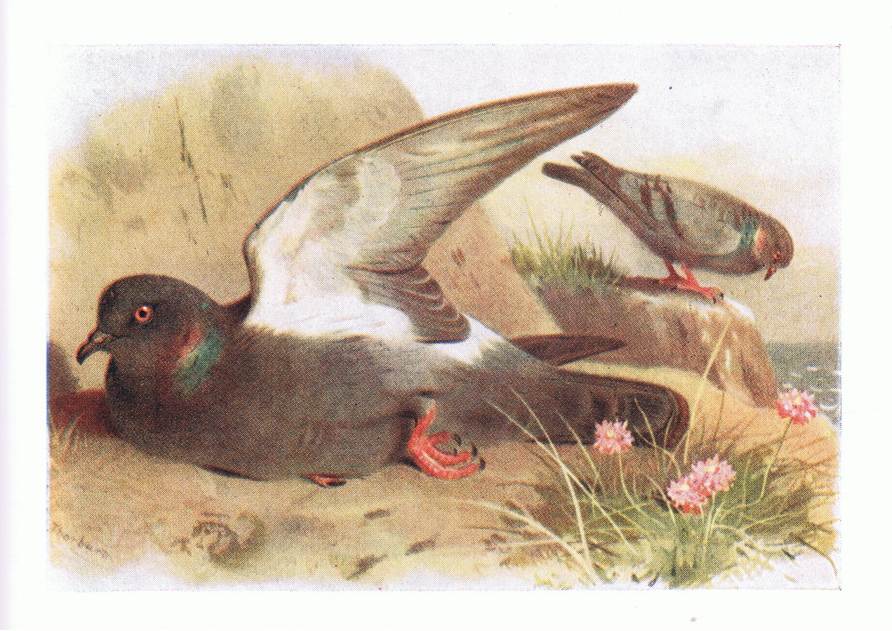 Colombo selvatico, da Birds of the British Isles and Their Eggs pubblicato da Frederick Warne & Co Ltd, 1958 da Archibald Thorburn