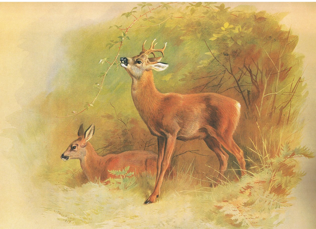 Capriolo, da Mammiferi di Thorburn pubblicato da Longmans and Co, c. 1920 da Archibald Thorburn