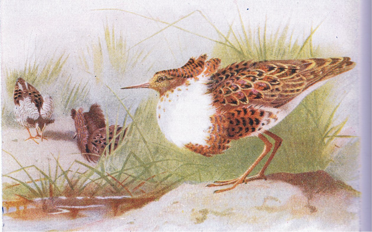 Combattente e combattente maggiore, da Uccelli delle isole britanniche e le loro uova pubblicato da Frederick Warne & Co Ltd, 1958 da Archibald Thorburn
