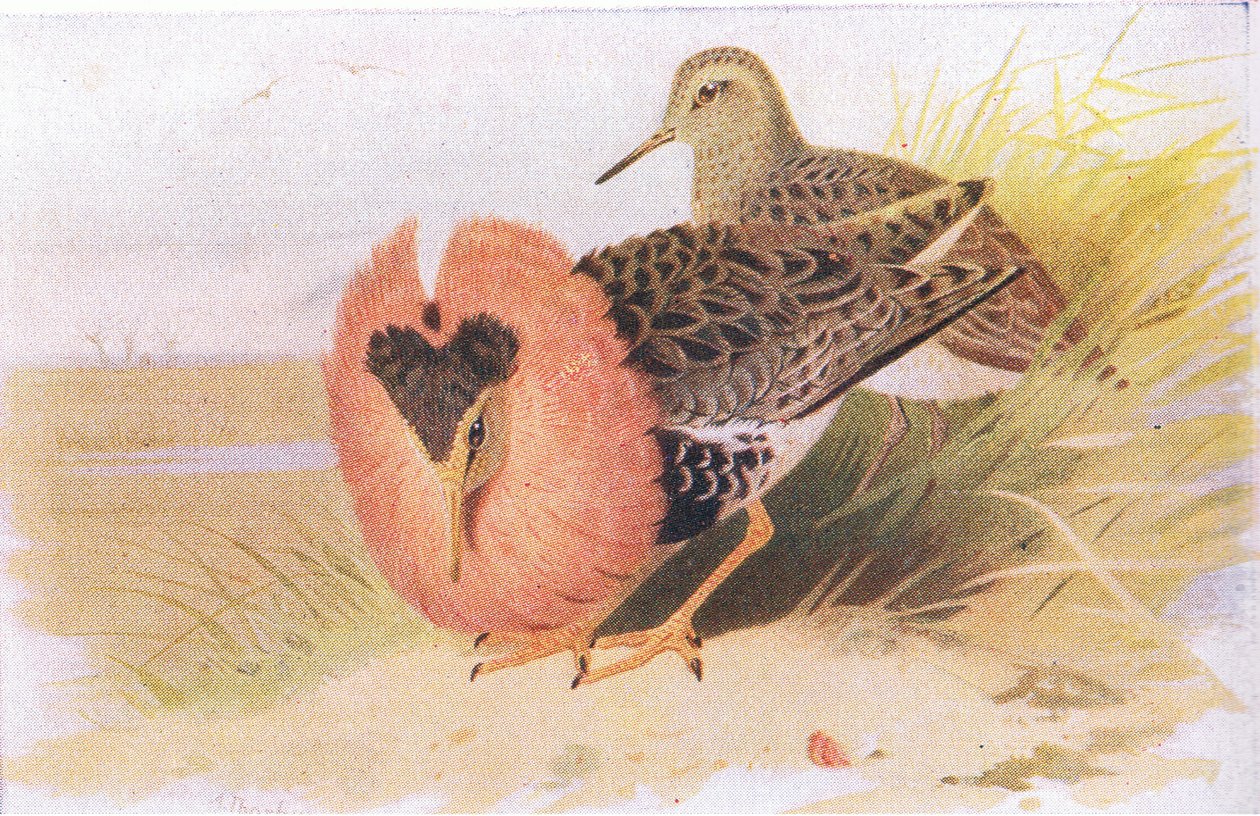 Combattente e combattente maggiore, da Uccelli delle isole britanniche e le loro uova pubblicato da Frederick Warne & Co Ltd, 1958 da Archibald Thorburn