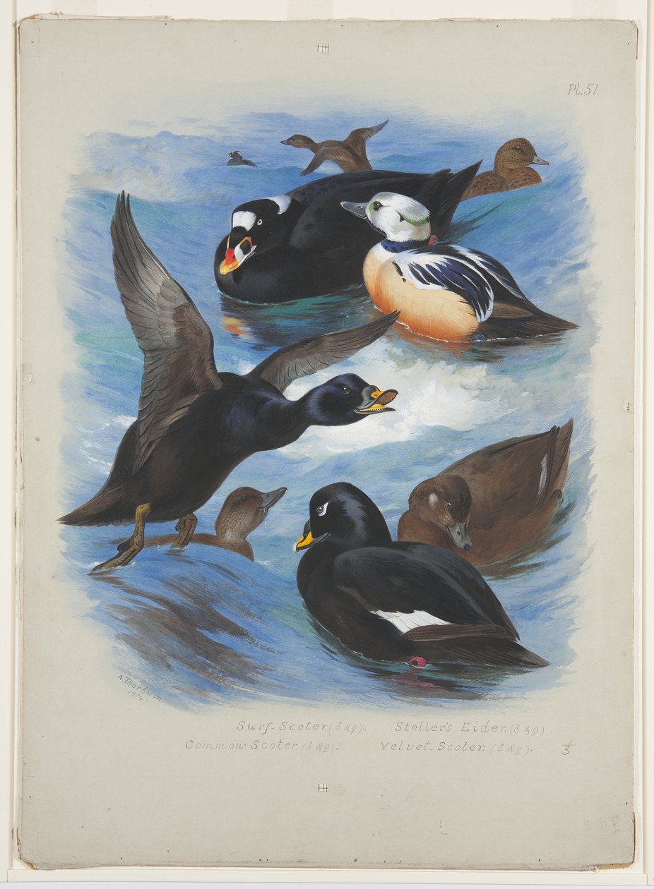 Scoters e stellers eider, c.1915 da Archibald Thorburn