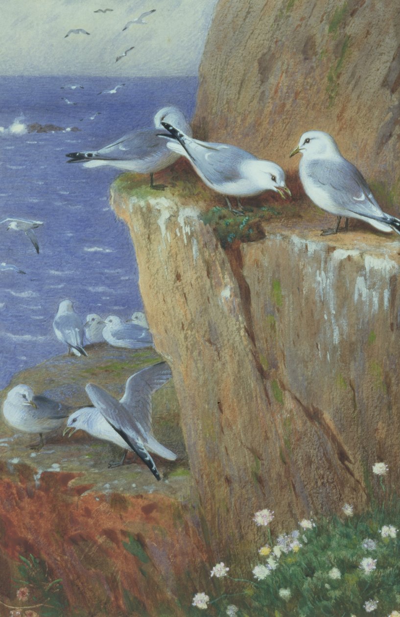 Gabbiani da Archibald Thorburn