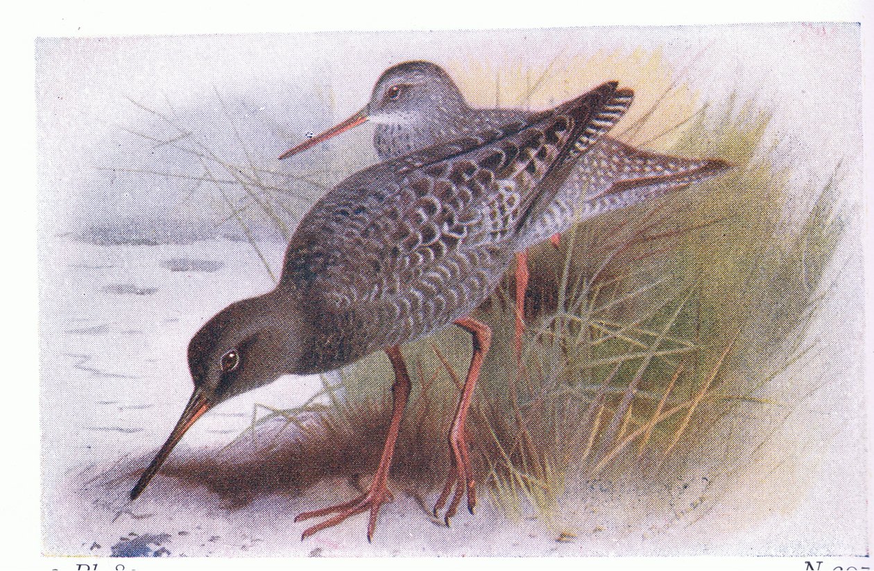 Pettegola macchiata, da Uccelli delle isole britanniche e le loro uova pubblicato da Frederick Warne & Co Ltd, 1958 da Archibald Thorburn