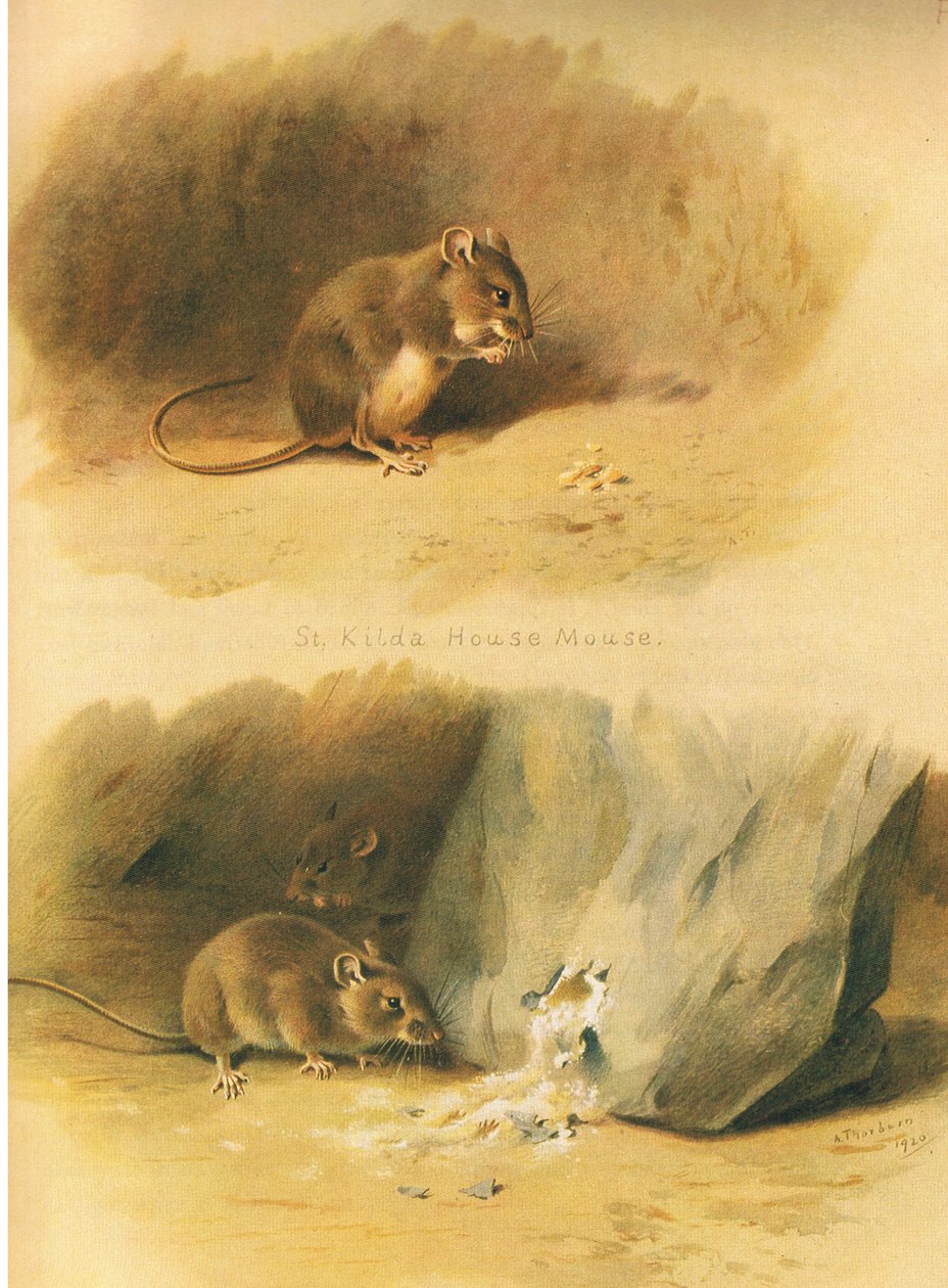 Topo di St Kilda e topo comune, da Mammiferi di Thorburn pubblicato da Longmans and Co, c. 1920 da Archibald Thorburn