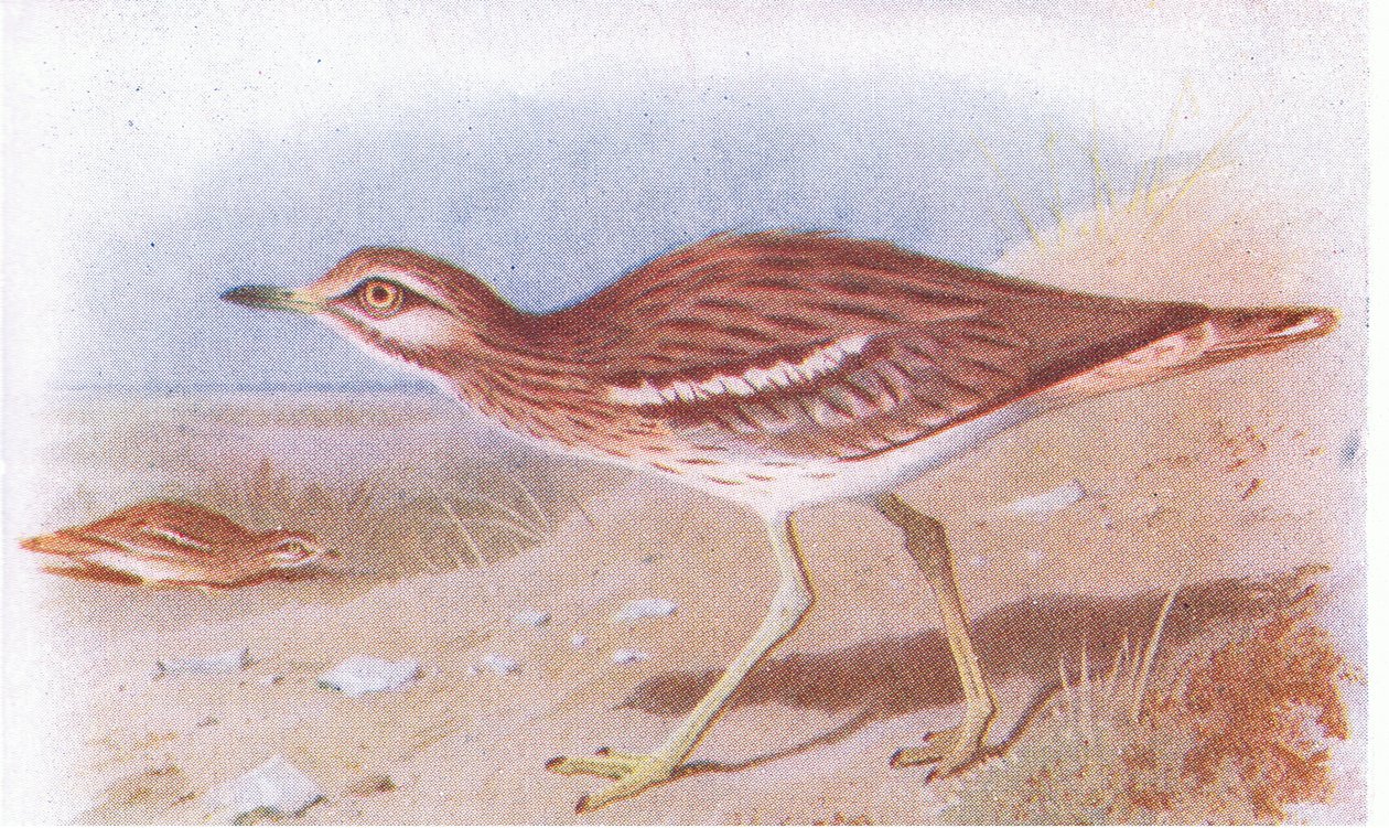 Occhione, da Uccelli delle isole britanniche e le loro uova pubblicato da Frederick Warne & Co Ltd, 1958 da Archibald Thorburn