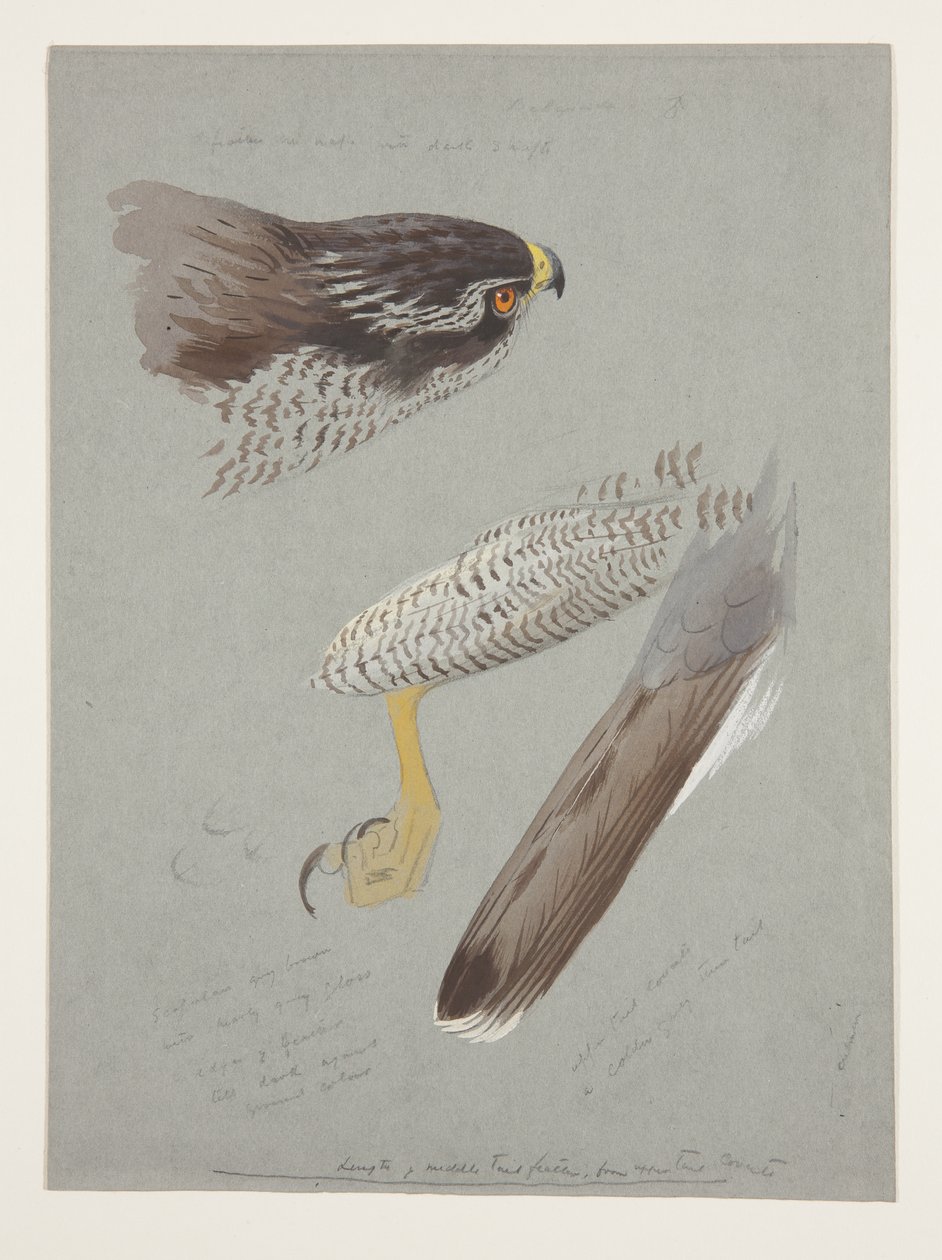 Studi di testa, piede e ala di astore maschio, c.1915 da Archibald Thorburn