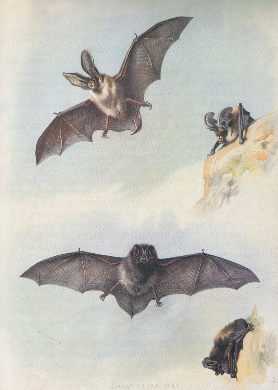 La barbastella da Archibald Thorburn
