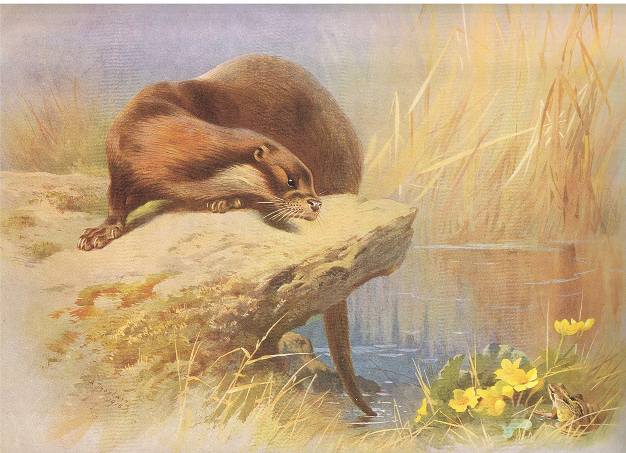 La lontra, da Mammiferi di Thorburn pubblicato da Longmans and Co, c. 1920 da Archibald Thorburn