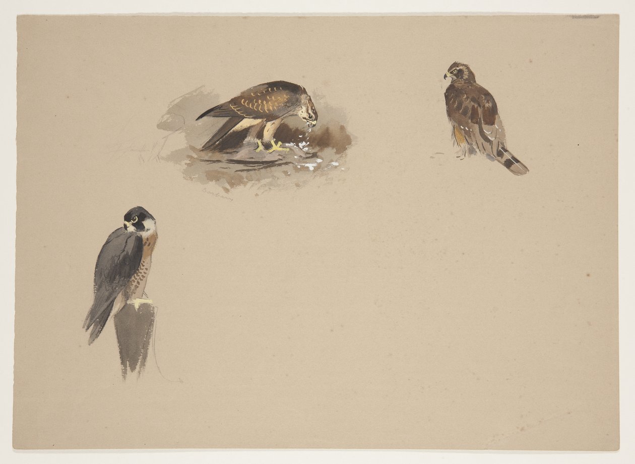 Tre piccole vignette di falco pellegrino e altri 2 rapaci, c.1915 da Archibald Thorburn