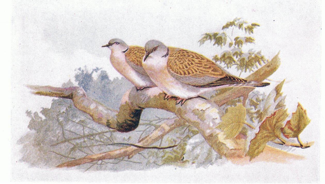 Tortora, da Birds of the British Isles and Their Eggs pubblicato da Frederick Warne & Co Ltd, 1958 da Archibald Thorburn