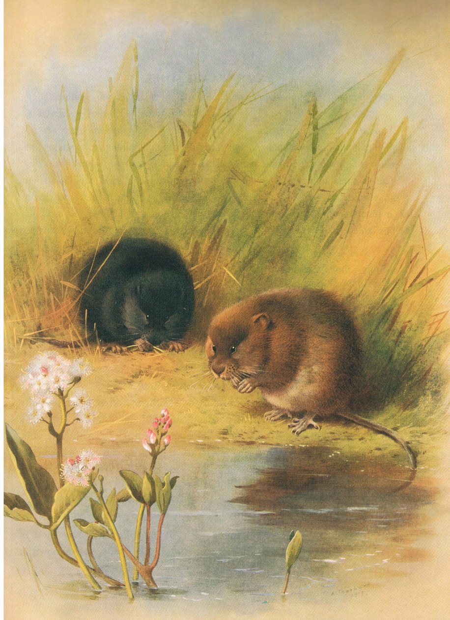 Arvicola, da Mammiferi di Thorburn pubblicato da Longmans e Co, c. 1920 da Archibald Thorburn